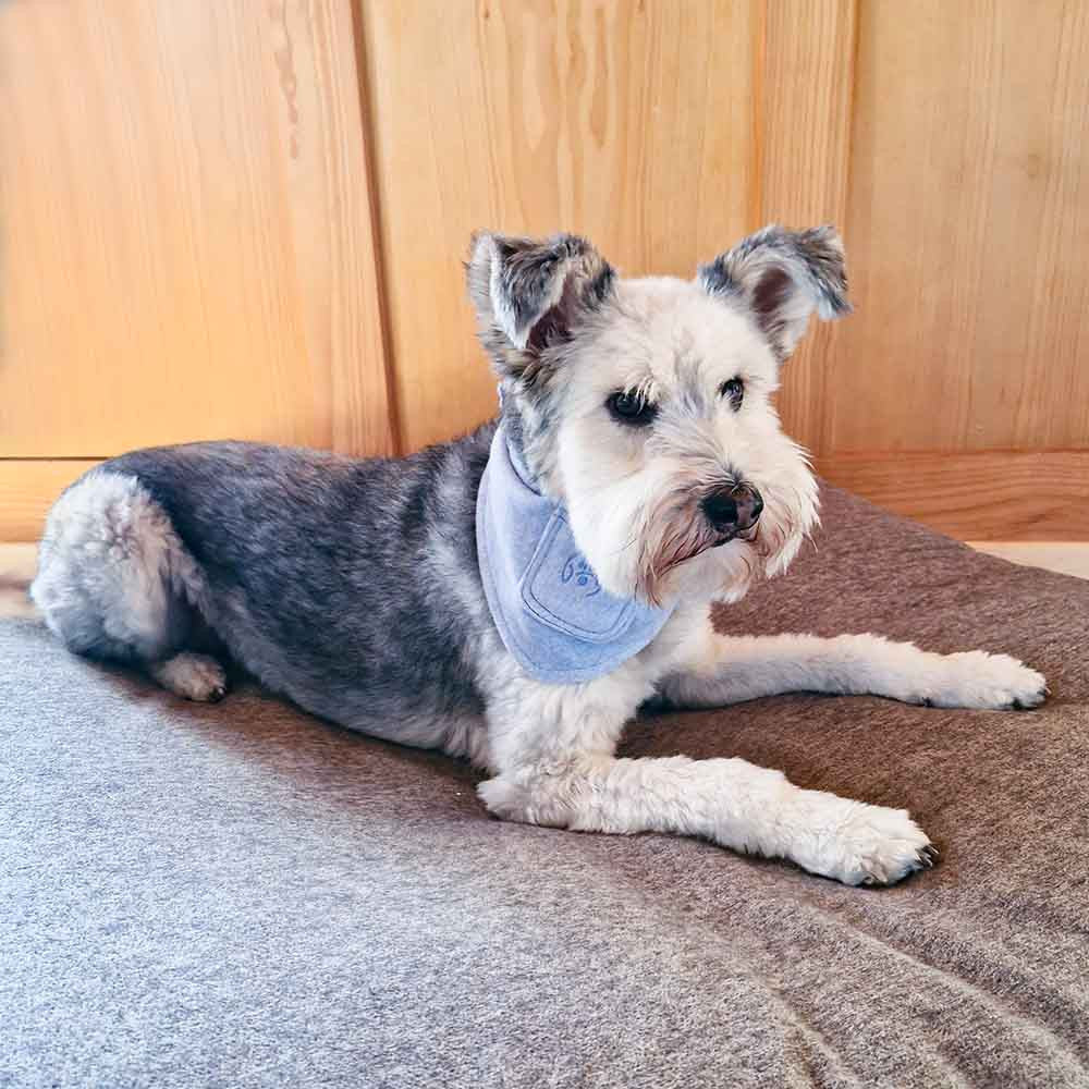 Hundehalstuch Blau mit Lavendel - Dog Filou's (BIO)