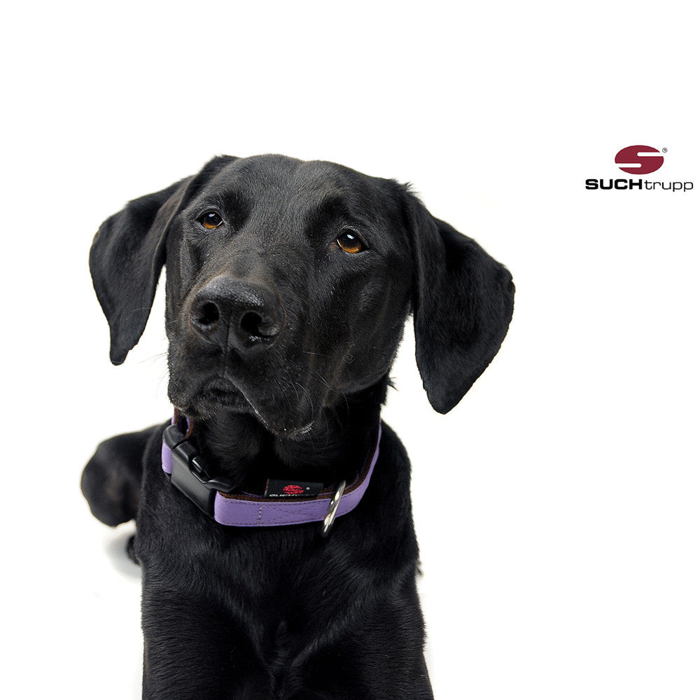 Collier pour chien LAVENDEL de SUCHtrupp
