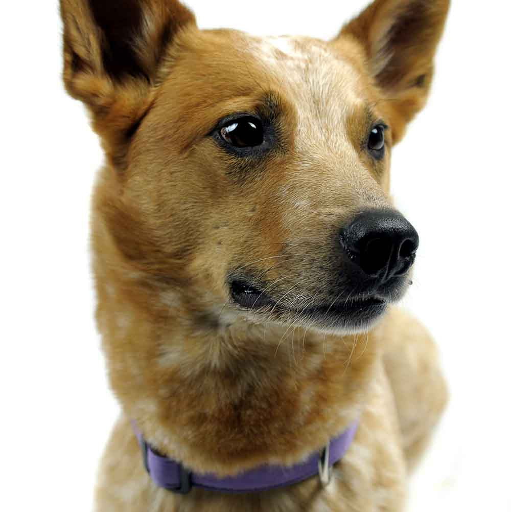 Collier pour chien LAVENDEL de SUCHtrupp