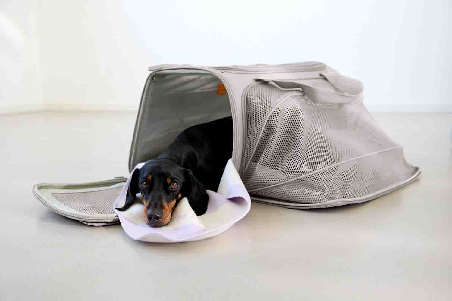 Sac de transport Benno pour animaux - PALOPA