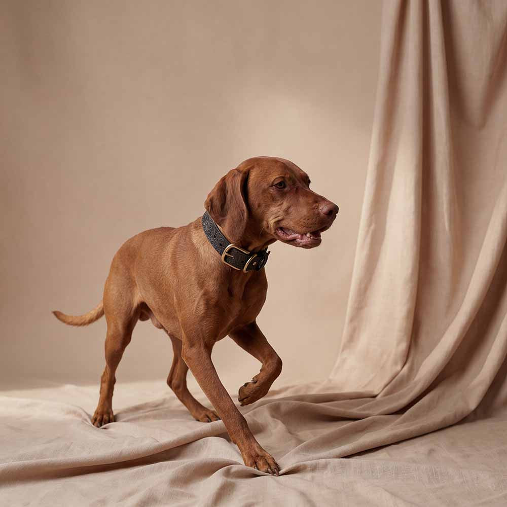 Collier pour chien en cuir Floralis avec pendentif - Doggy with Style