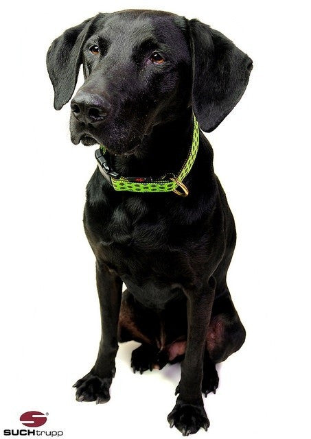 Collier pour chien à pois citron vert-marron de SUCHtrupp