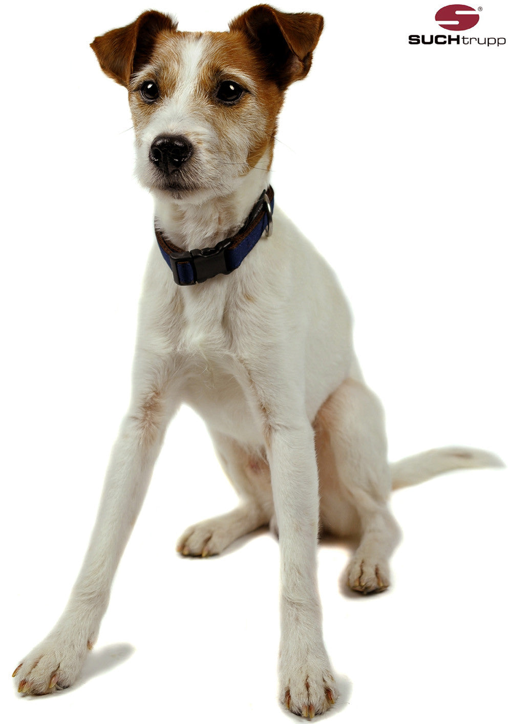 Hundehalsband Dark blue von SUCHtrupp