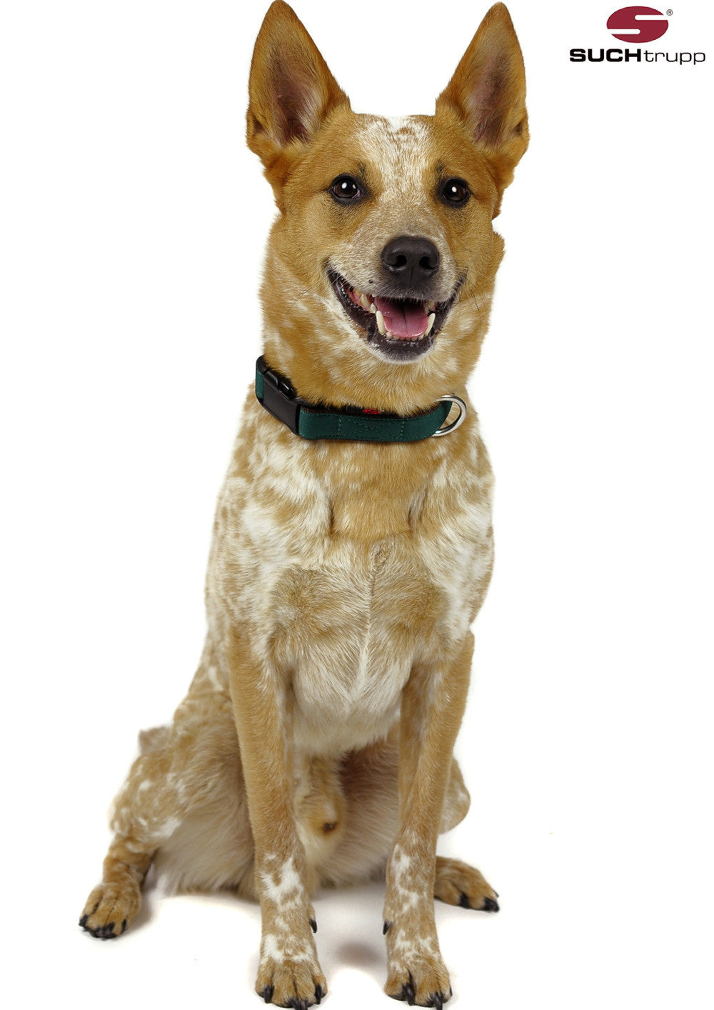 Collier pour chien GREEN de SUCHtrupp