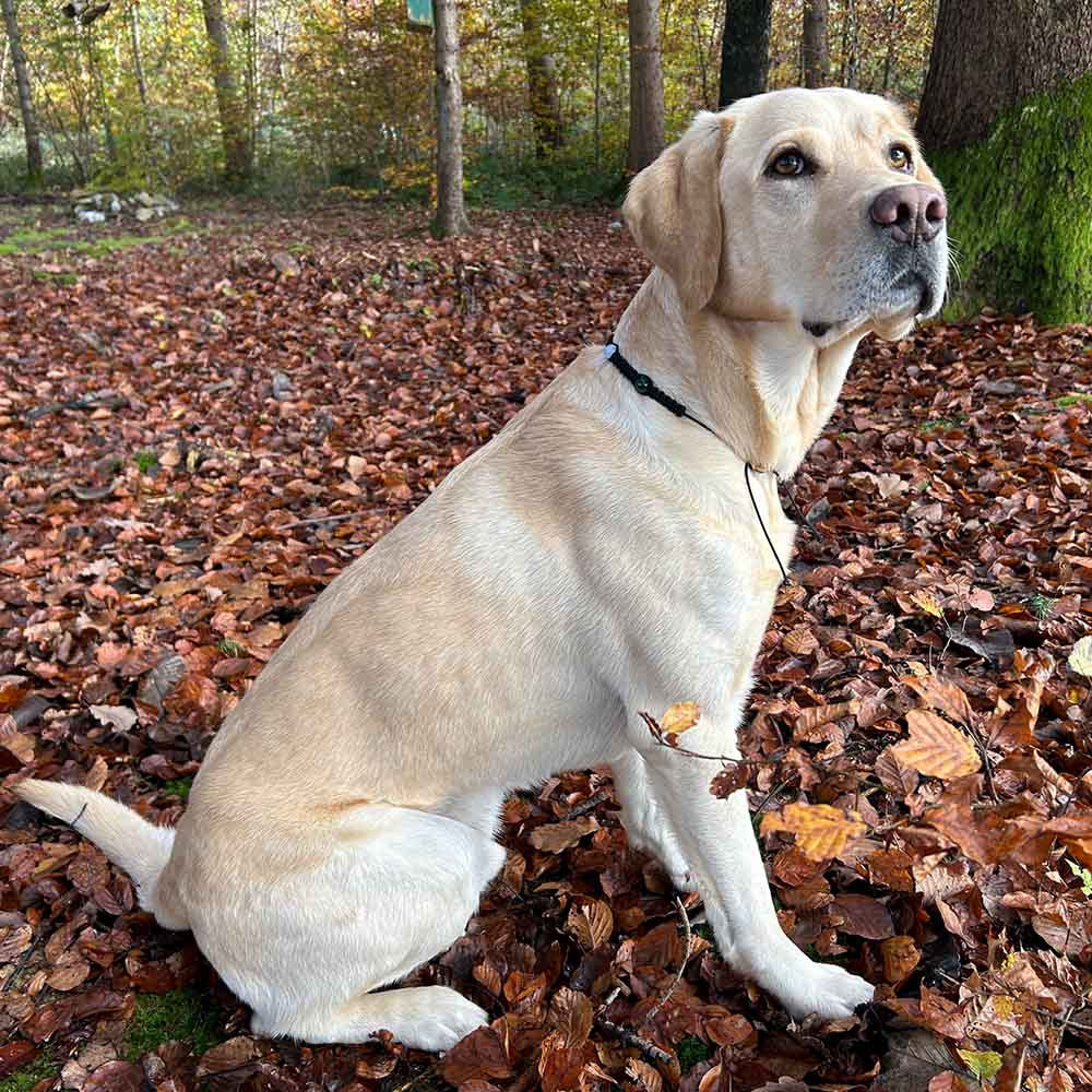 Healing Gemstone Necklace for Dogs - Strength & Vitality - HUNDINI