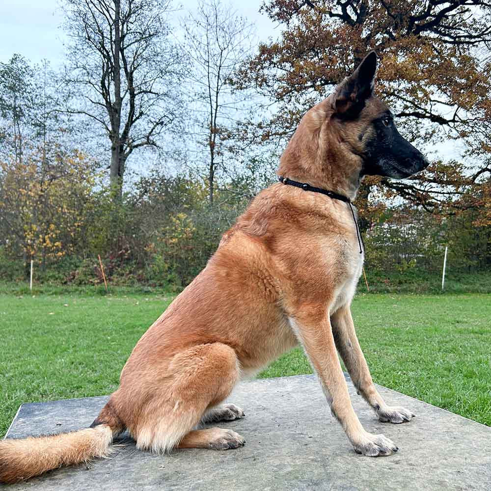 Collier de pierres curatives pour chien - Calme & Sérénité - HUNDINI