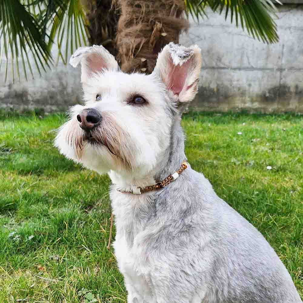 Hundekette - Bernstein - EM - by HUNDINI
