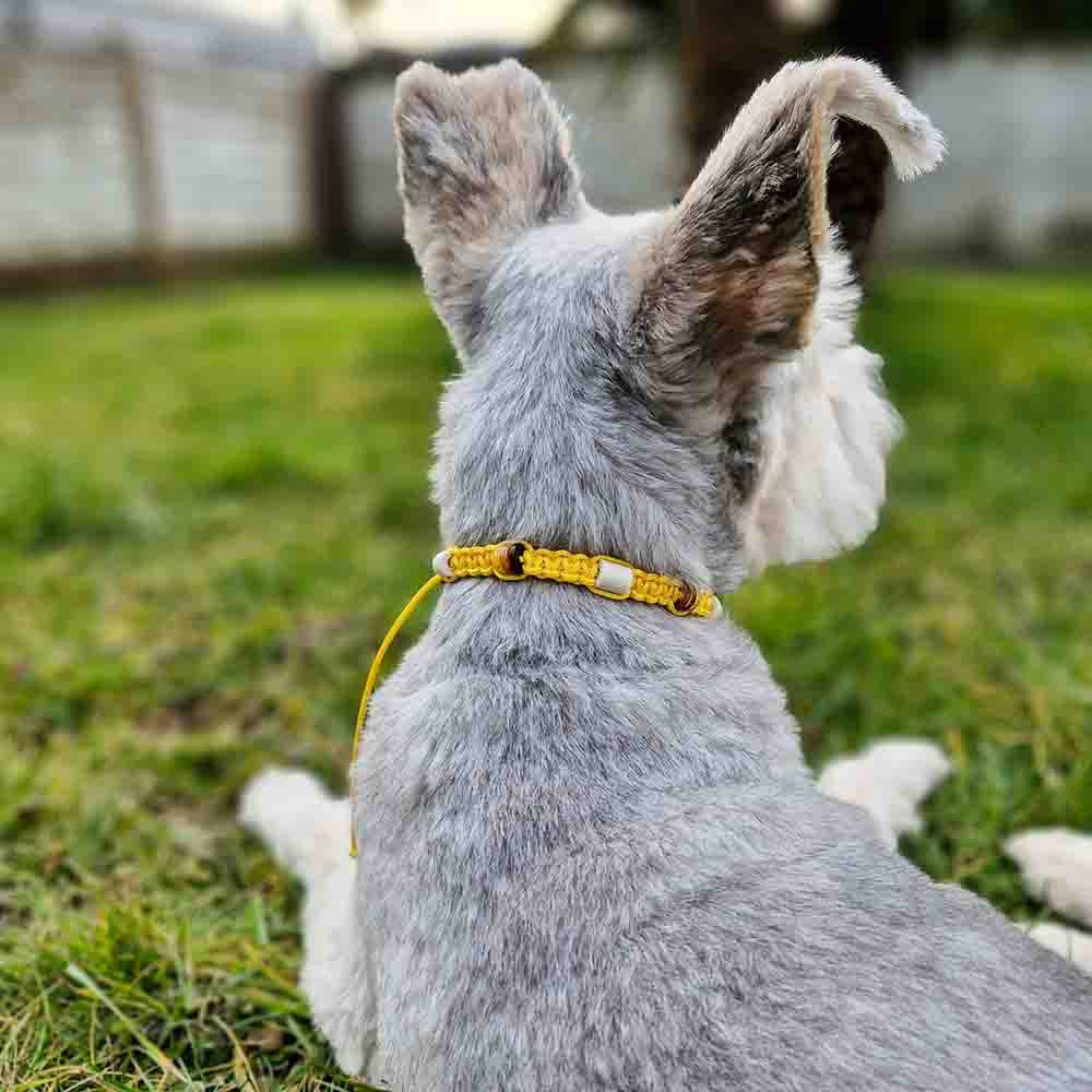 Hundekette - Bernstein - EM - by HUNDINI