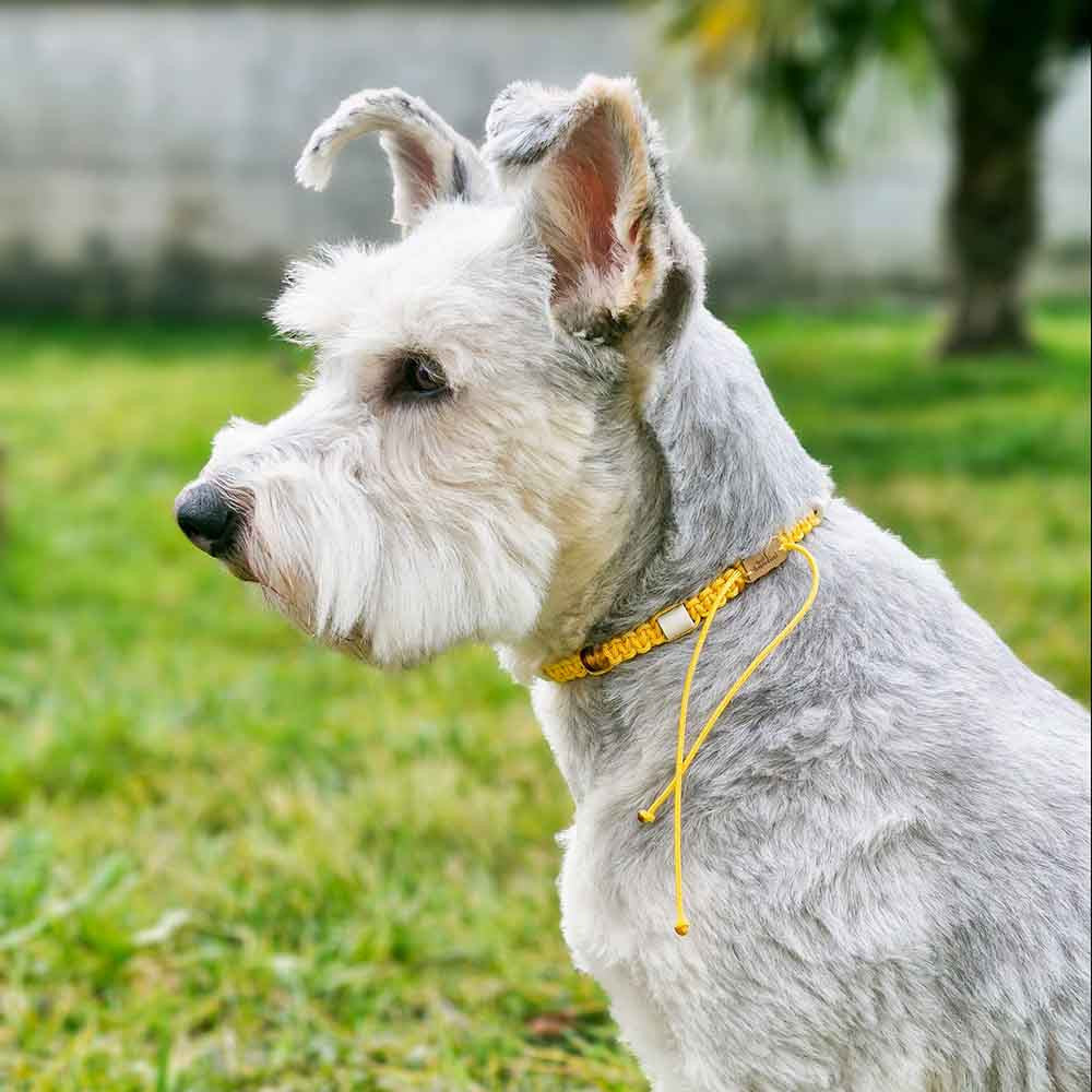 Hundekette - Bernstein - EM - by HUNDINI