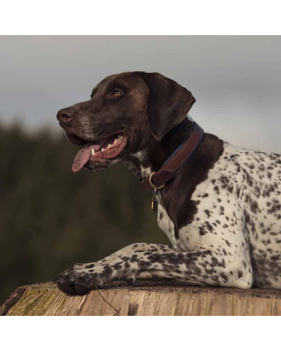 Leder-Hundehalsband gepolstert - Navy - Ruff and Tumble