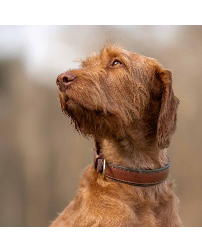 Leder-Hundehalsband gepolstert - Olive - Ruff and Tumble