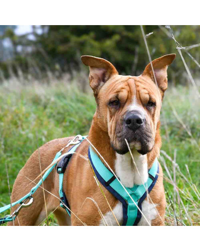 Wie massgeschneidert: Brustgeschirr FUN von anny x.