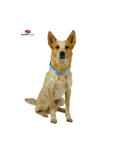 Hellblaues und langlebiges Hundehalsband von SUCHtrupp