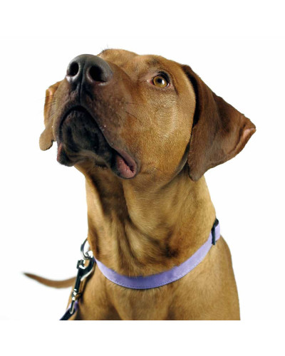 Lavendelfarbiges und langlebiges Hundehalsband von SUCHtrupp