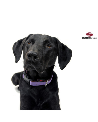 Lavendelfarbiges und langlebiges Hundehalsband von SUCHtrupp
