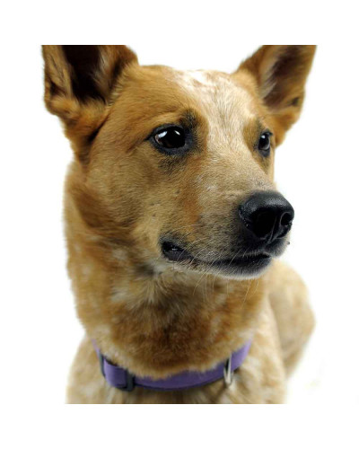 Lavendelfarbiges und langlebiges Hundehalsband von SUCHtrupp