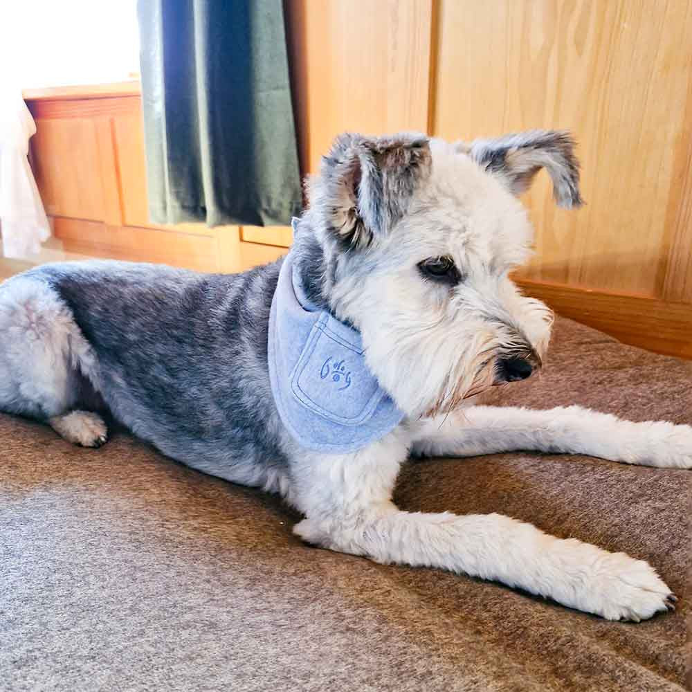 Hundehalstuch Blau mit Lavendel - Dog Filou's (BIO)