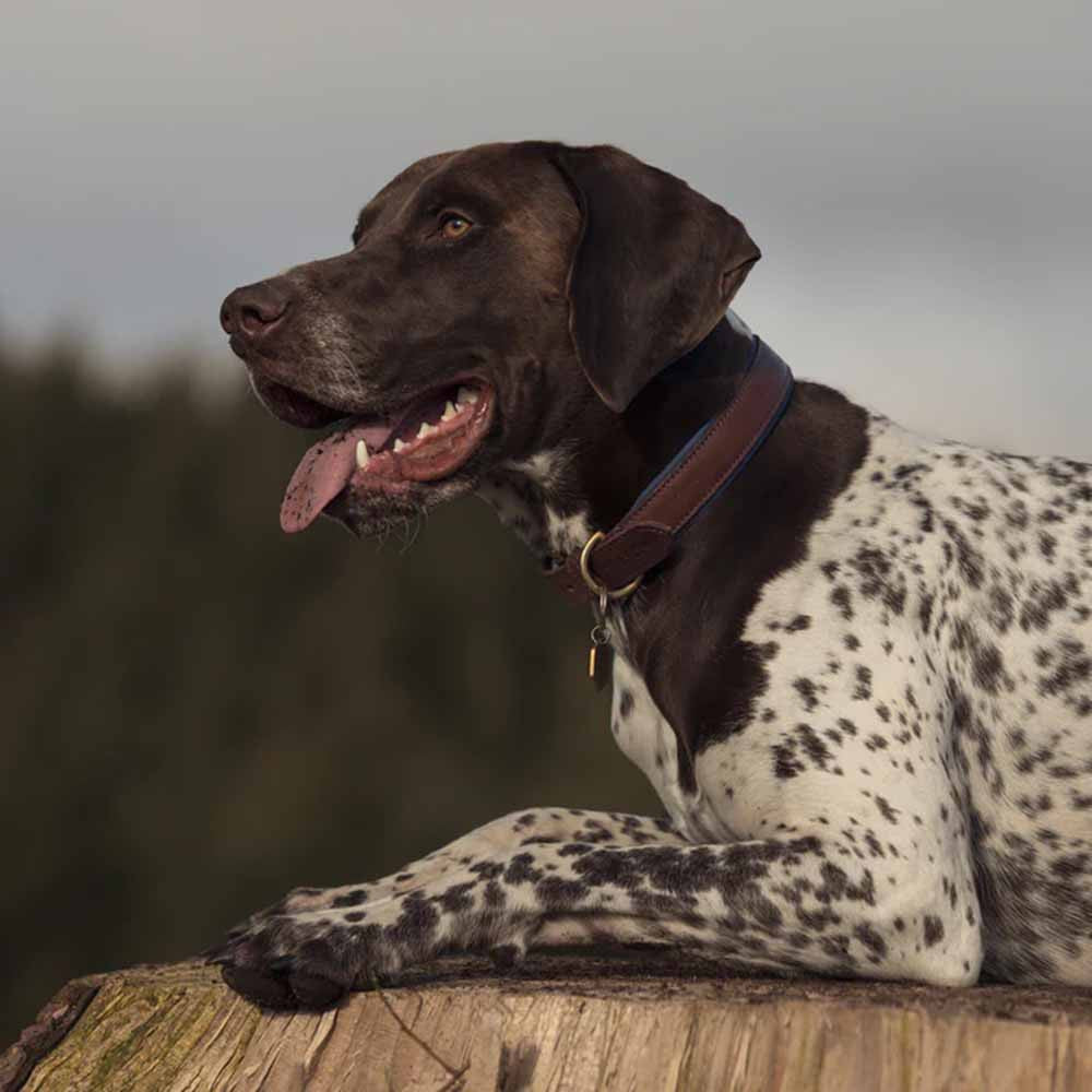 Leder-Hundehalsband gepolstert - Navy - Ruff and Tumble