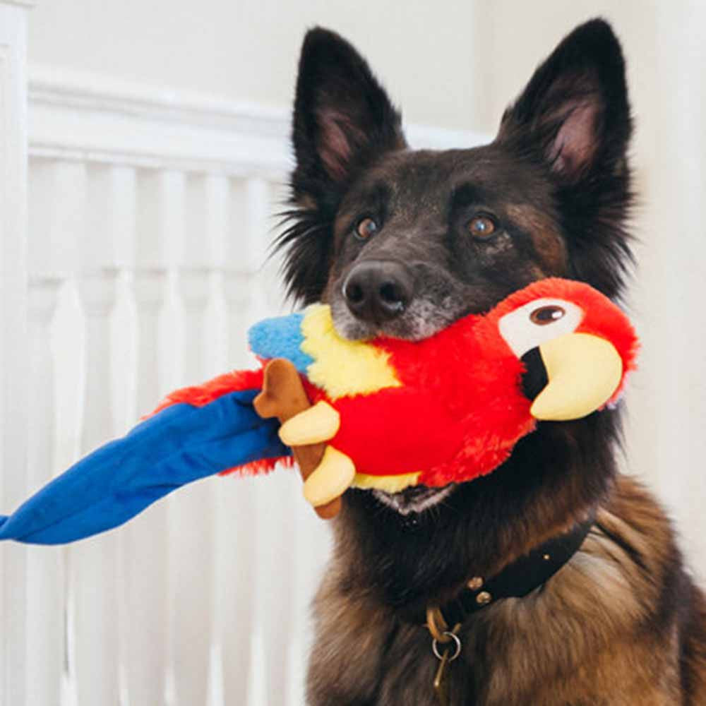Papagei Hundespielzeug - Pet P.L.A.Y.