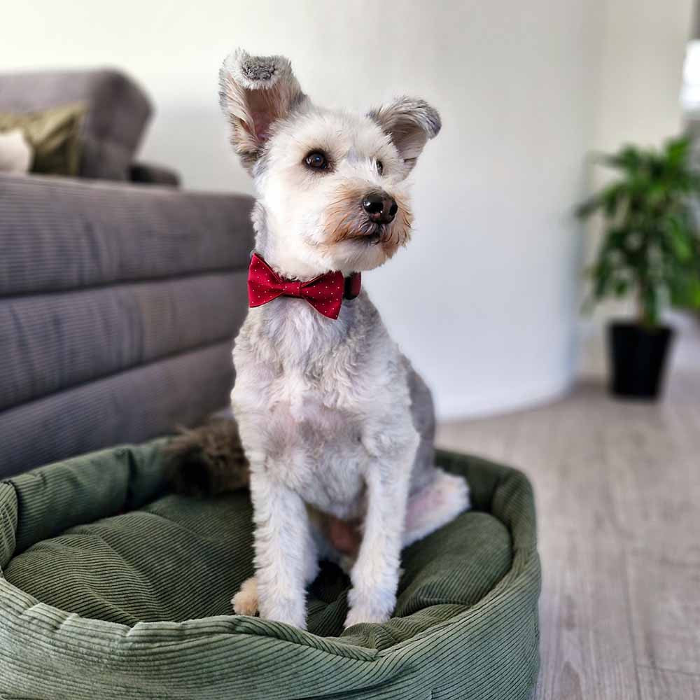Nœuds papillons pour chiens - faits main par hundini - Édition limitée