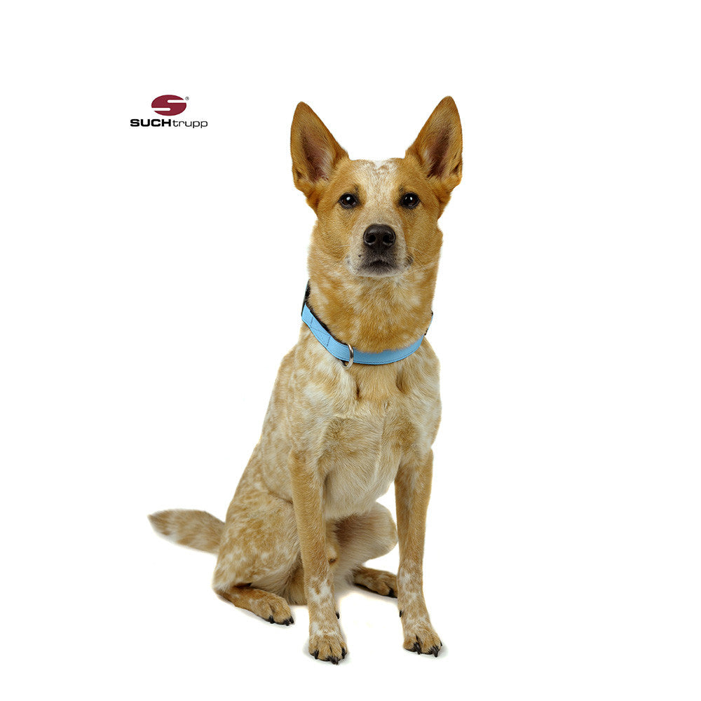 Collier pour chien LIGHT BLUE par SUCHtrupp