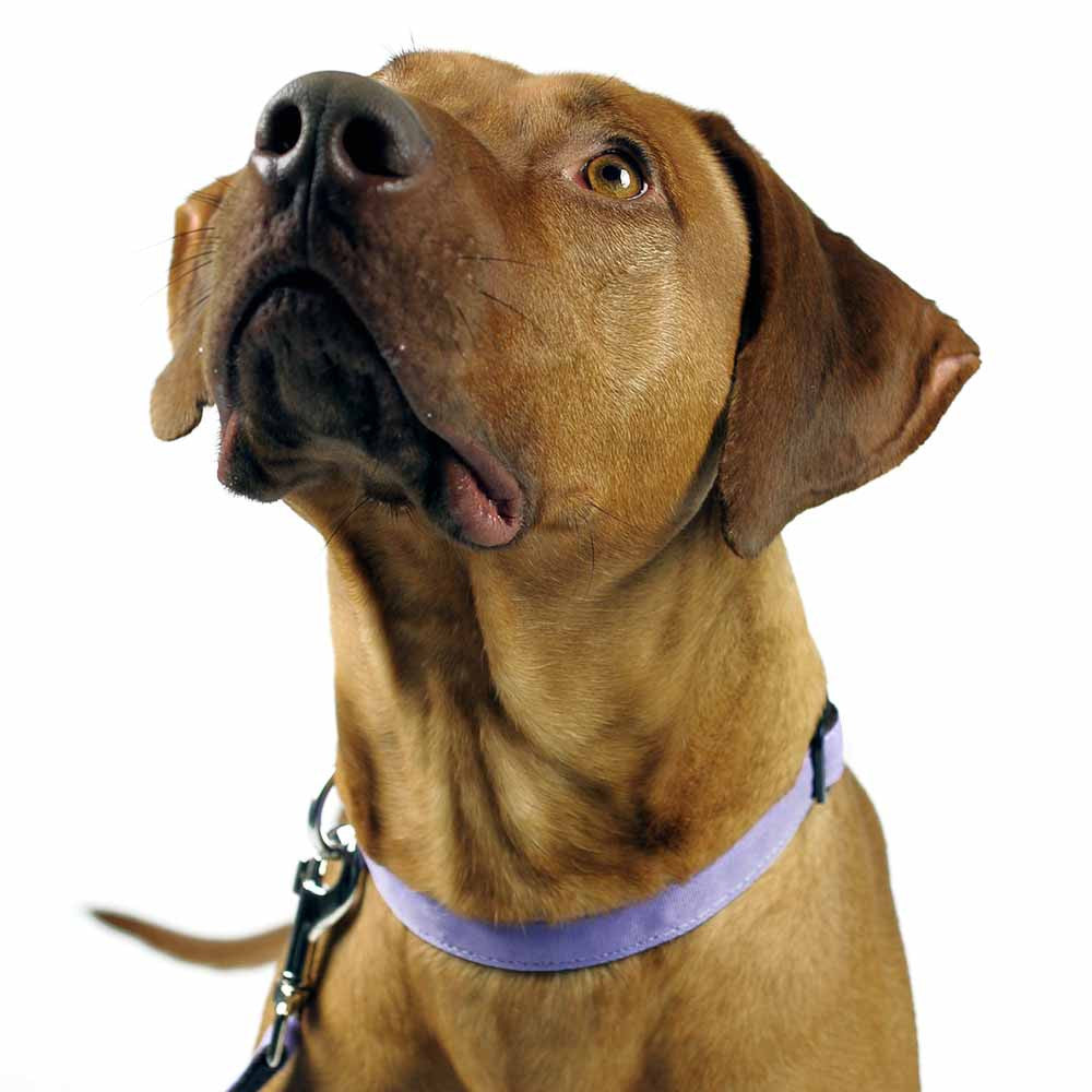 Collier pour chien LAVENDEL de SUCHtrupp