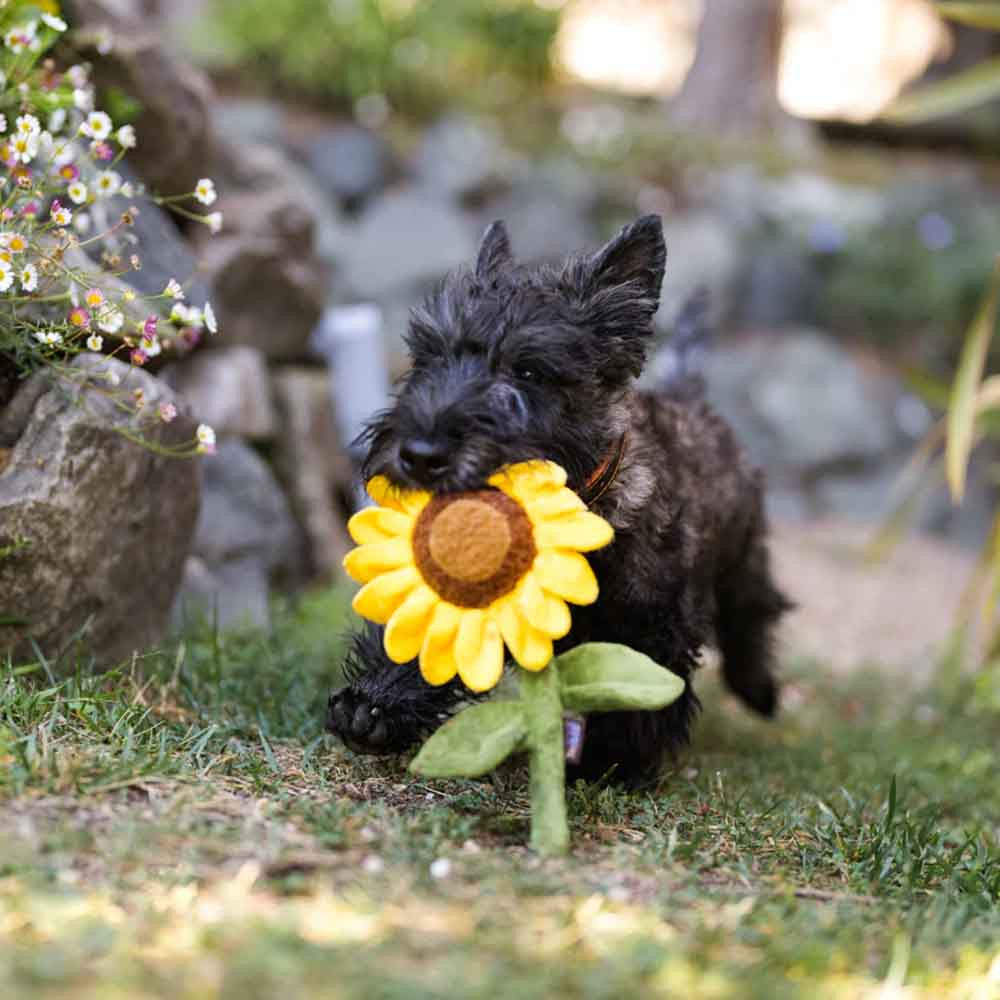 Sonnenblume - Hundespielzeug - Pet P.L.A.Y.