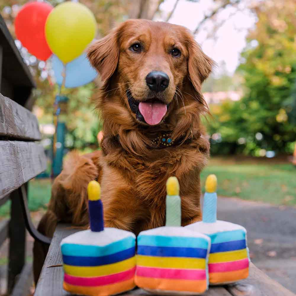 Geburtstagskuchen Hundespielzeug - Pet P.L.A.Y.