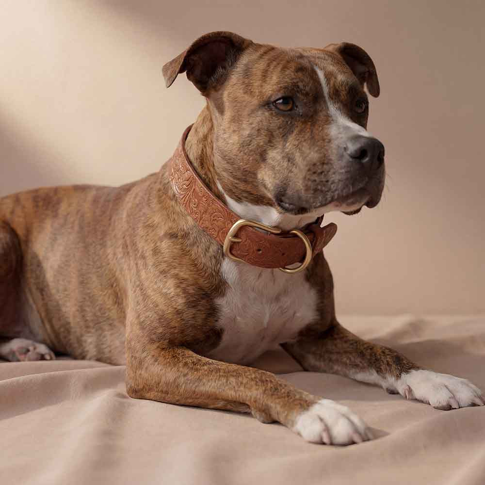 Floral Leather Dog Collar with Tag - Doggy with Style