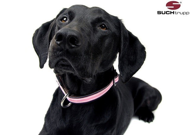 Collier pour chien Polo rose de SUCHtrupp