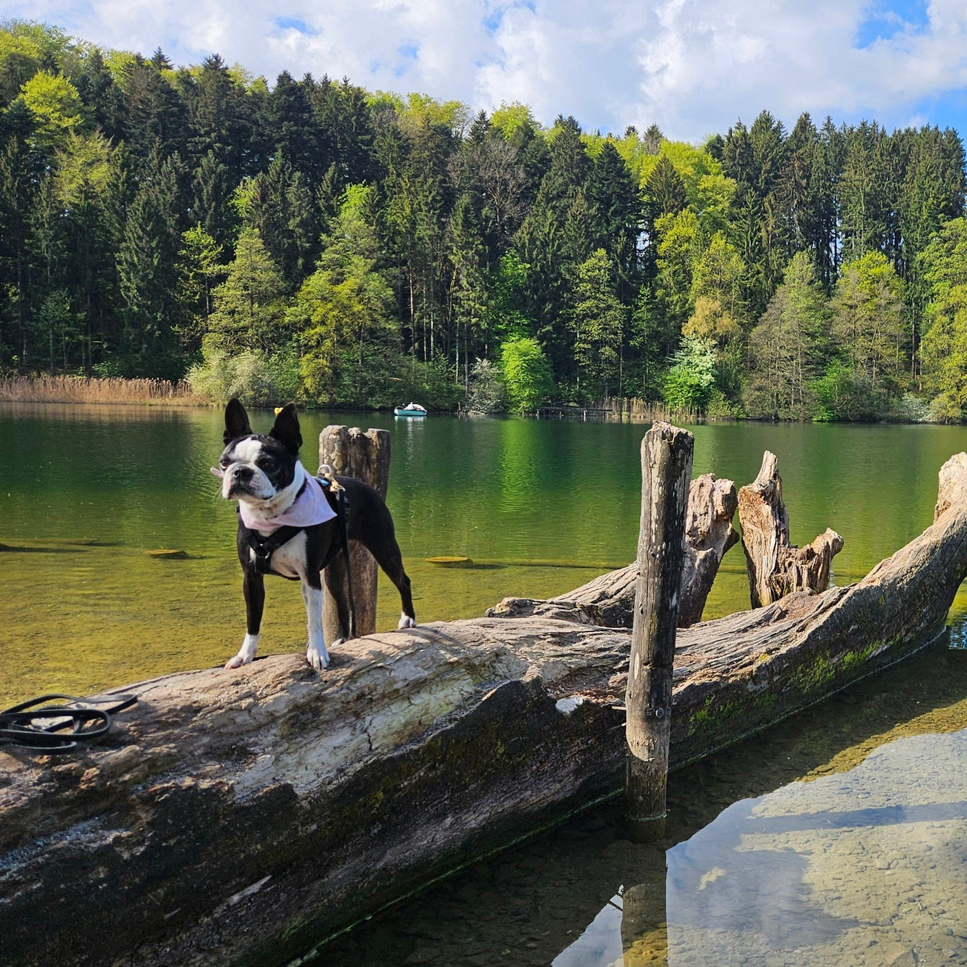 hundiniFriends Impression