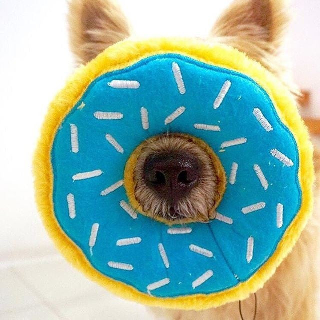 Donutz von Zippy Paws