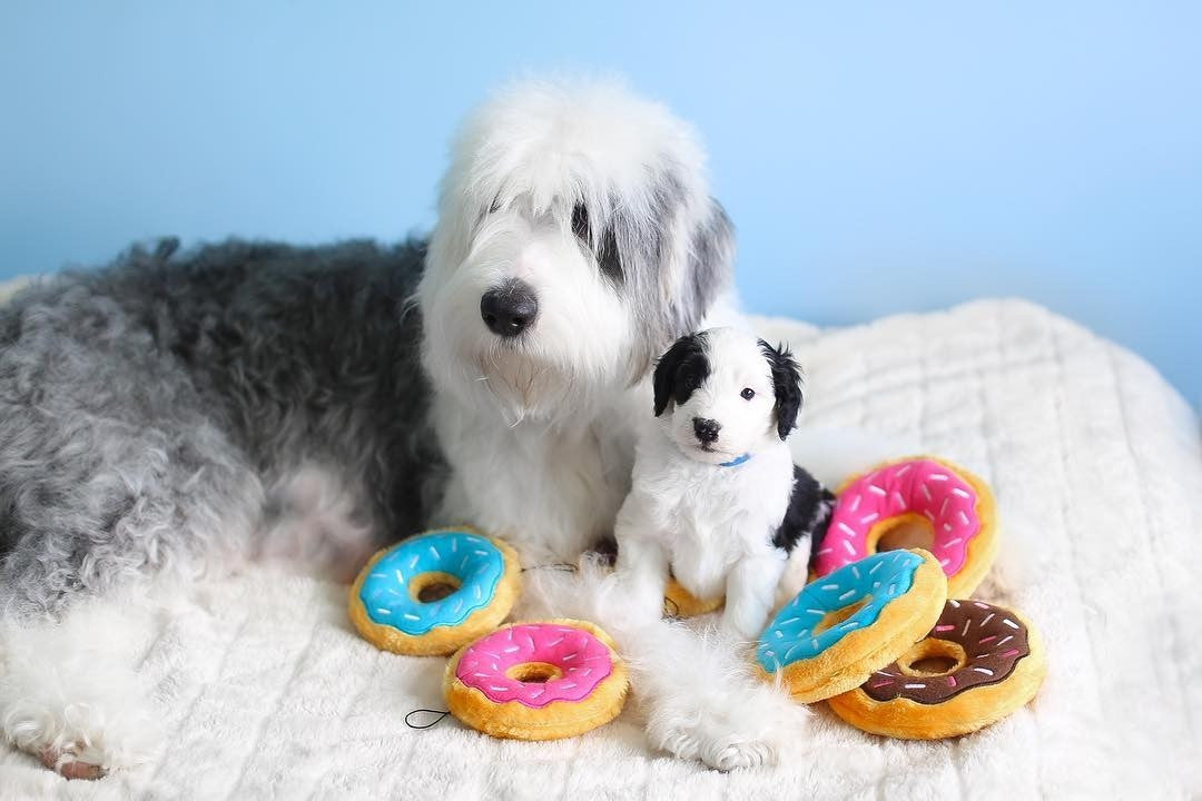 Donutz von Zippy Paws