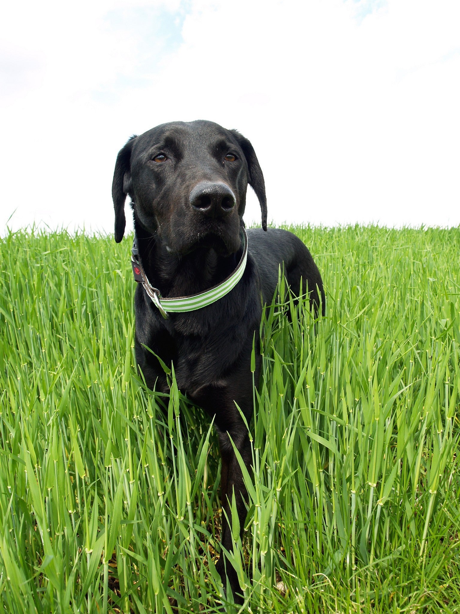 Dog collar LIME BEACH by SUCHtrupp
