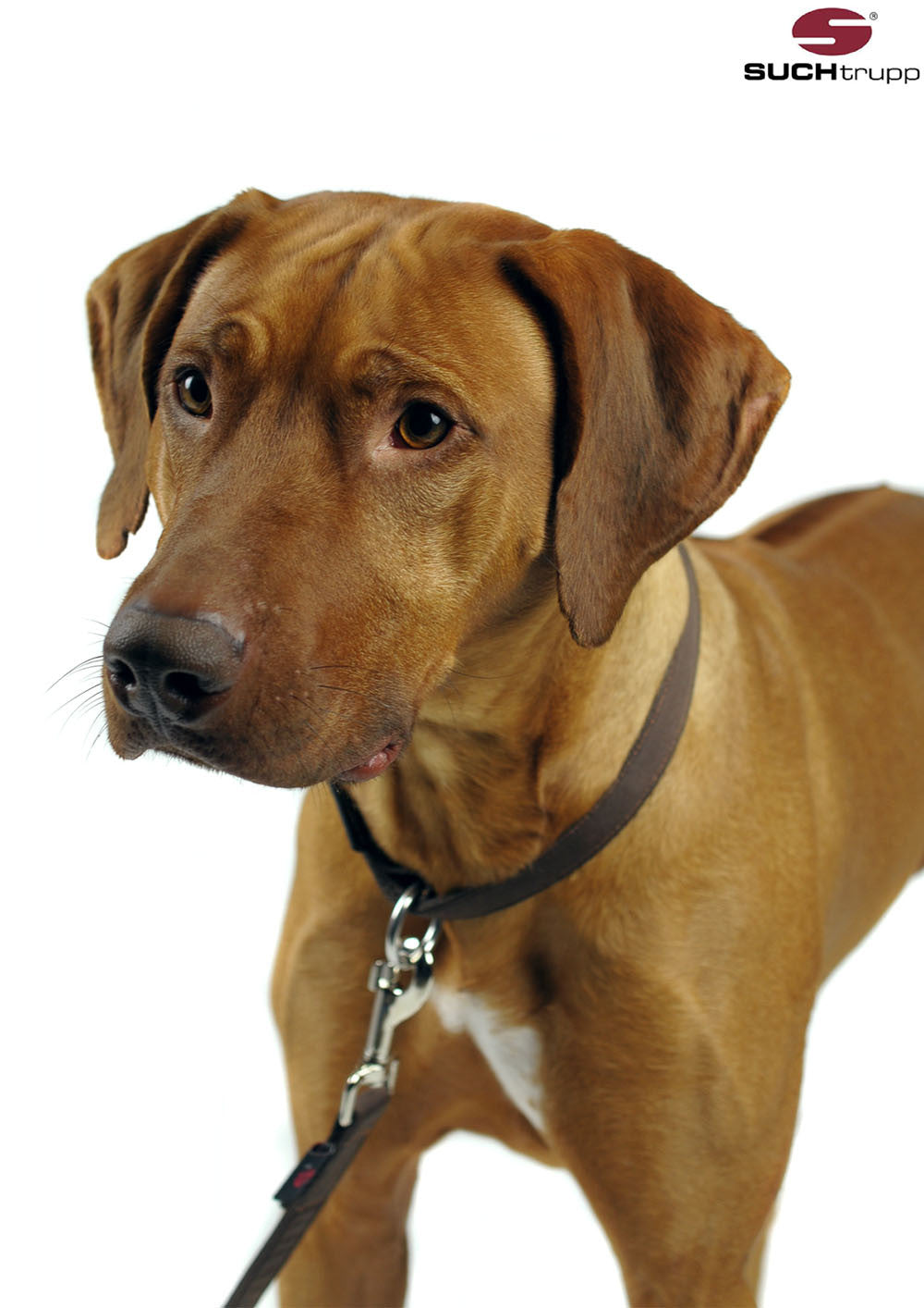 Collier pour chien Choco Brown de SUCHtrupp