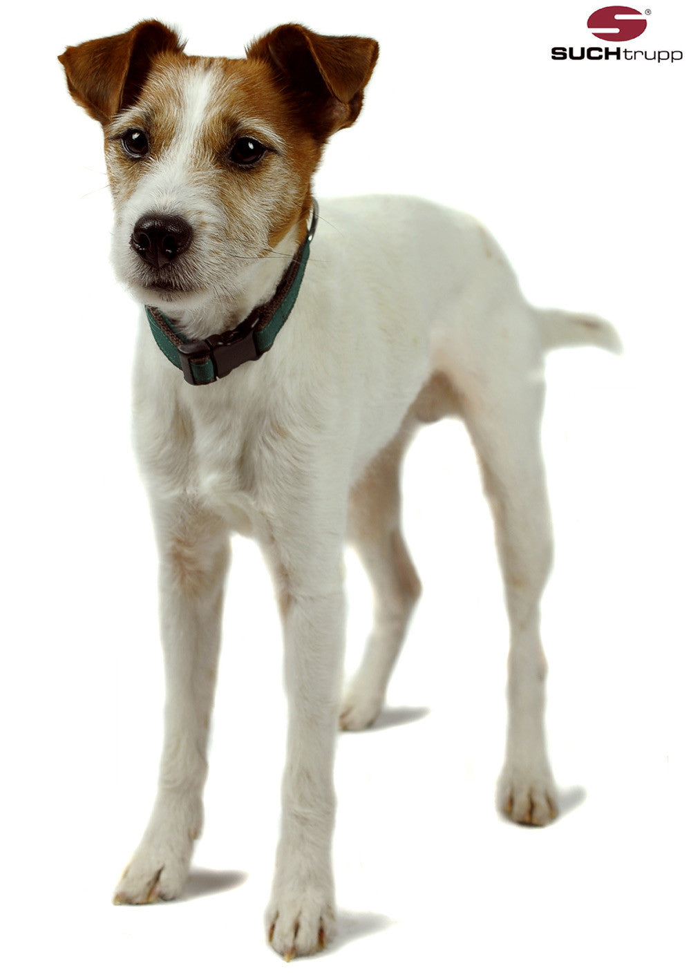 Collier pour chien GREEN de SUCHtrupp