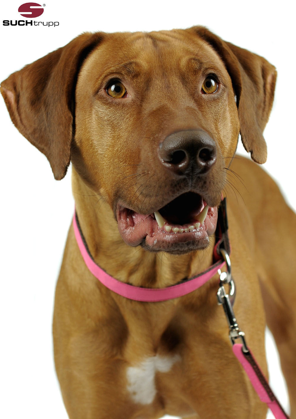 Collier pour chien BERRY PINK de SUCHtrupp
