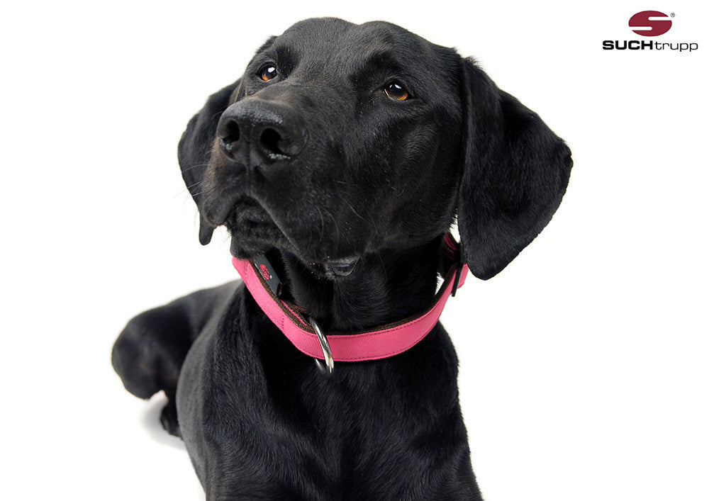Collier pour chien BERRY PINK de SUCHtrupp