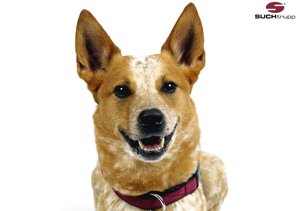 Collier pour chien ROUGE VIN de SUCHtrupp