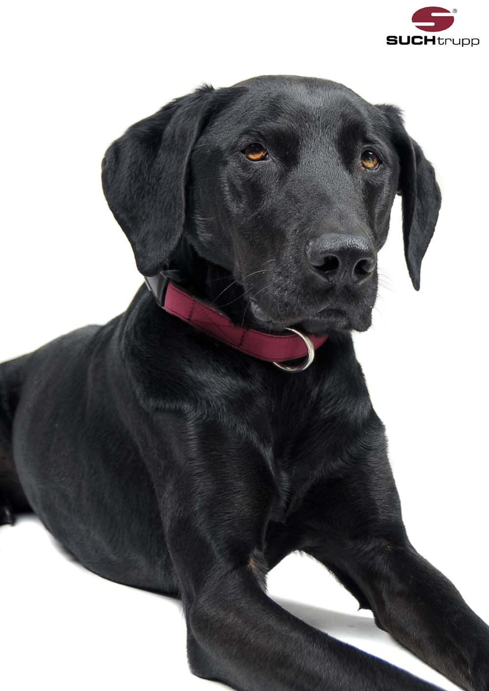Collier pour chien ROUGE VIN de SUCHtrupp