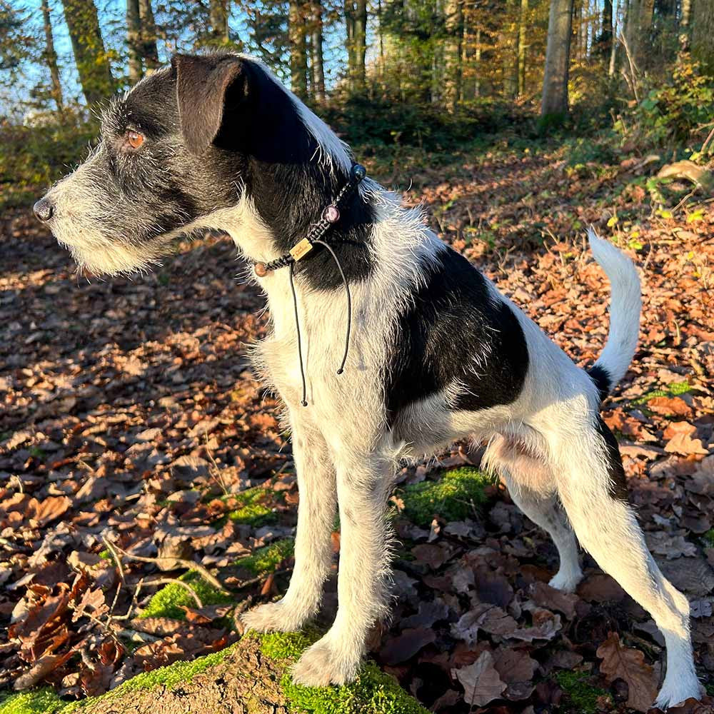 Hunde Heilsteinkette - Sicherheit & Geborgenheit - HUNDINI