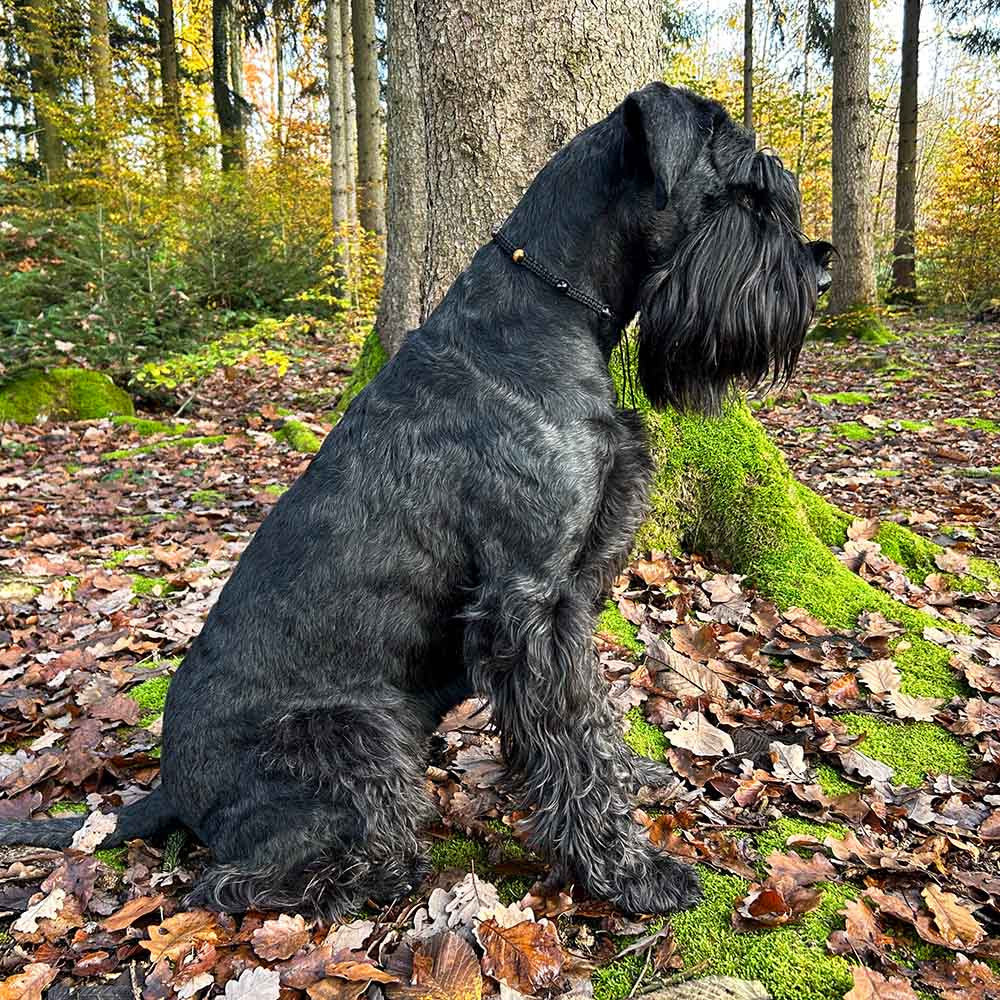 Healing Gemstone Necklace for Dogs - Strength & Vitality - HUNDINI