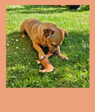 <h4>WACKEL'S FREUNDE</h4>
