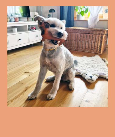 <h4>WACKEL'S FREUNDE</h4>