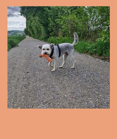 <h4>WACKEL'S FREUNDE</h4>
