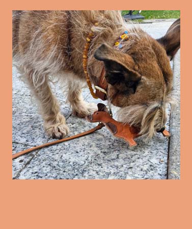 <h4>WACKEL'S FREUNDE</h4>