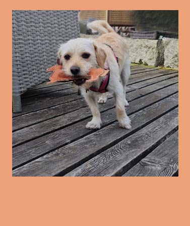 <h4>WACKEL'S FREUNDE</h4>